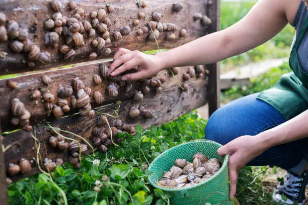 Ouvrier Agricole Roumain