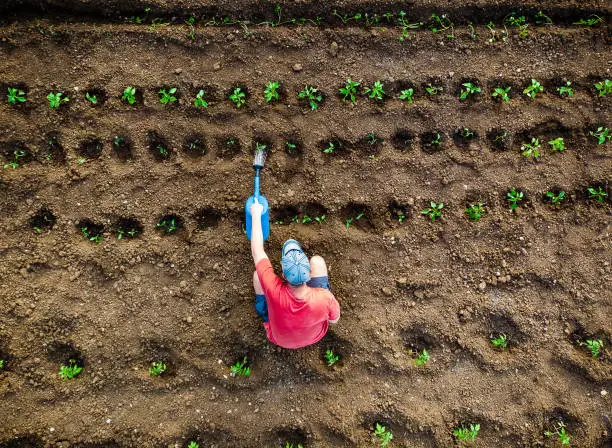 Ouvrier Agricole Roumain