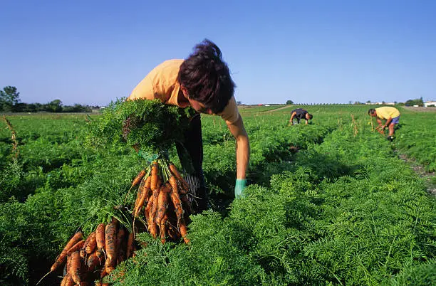 Ouvrier Agricole Roumain