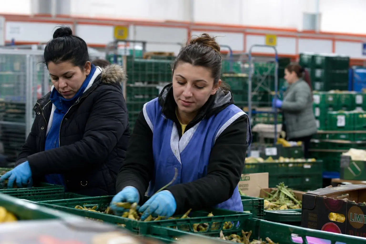 Deux femmes travaillant en atelier logistique ou agricole, trieuses de légumes dans des caisses plastiques, avec gants bleus et gilets de sécurité. Spécialités travailleurs temporaires roumanie.